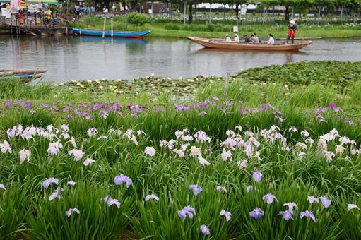 Photo, iris, iryo festival, flower, 