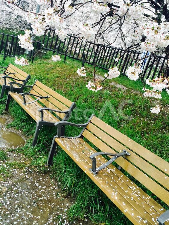 雨の日の権現堂の桜雨の日の埼玉県幸手市・権現堂の桜 桜,お花見,雨の写真素材