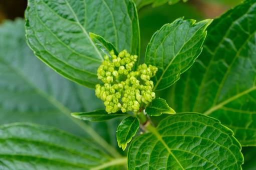 Hydrangea buds sprouting in May, JPG Hydrangea buds sprouting in May, JPG