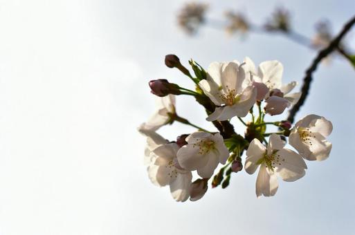 桜 桜の写真