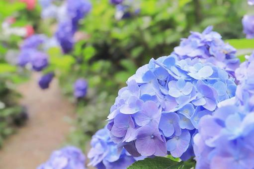 水色のアジサイの花のアップ 水色のアジサイの花のアップの写真