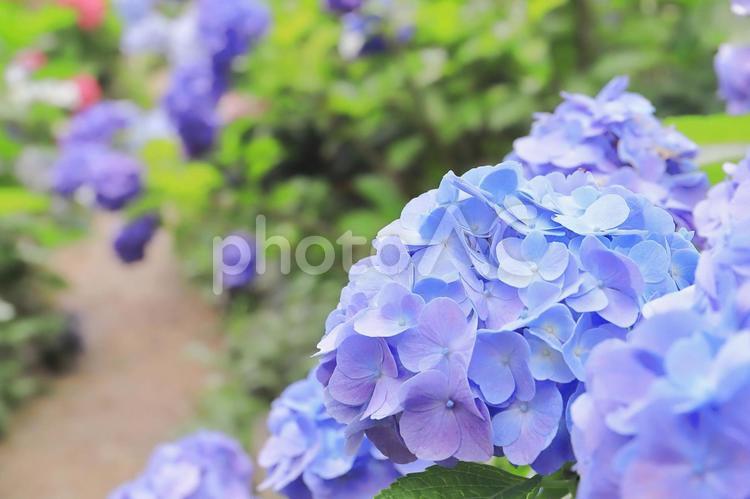 水色のアジサイの花のアップ あじさい,アジサイ,水色の写真素材