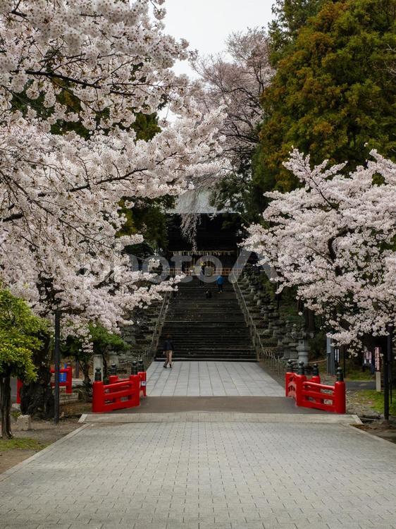 仙台東照宮の桜(21) 花,サクラ,桜の写真素材