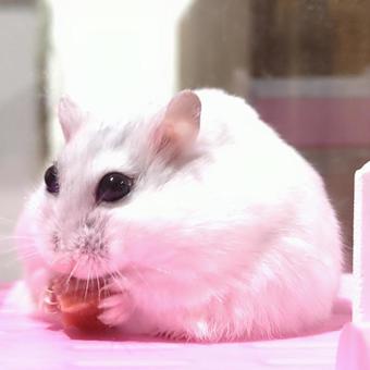 餌を食べるハムスター ハムスター,ジャンガリアンハムスター,パールホワイトの写真素材