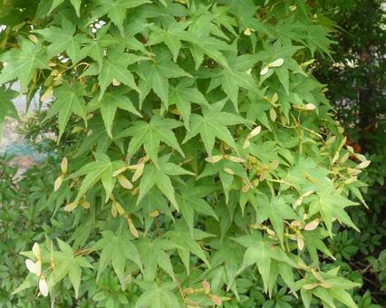 maple seeds, JPG maple seeds, JPG