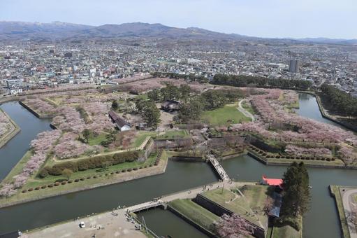 五稜郭公園の桜 五稜郭公園の桜 春,風景,自然の写真素材