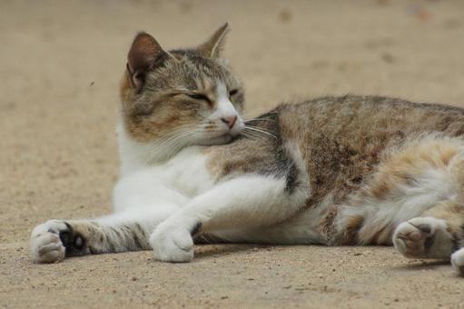 ねこ ねこの写真