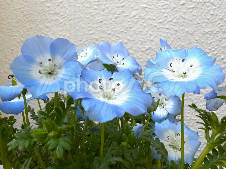 淡い水色のネモフィラ 花,ネモフィラ,植物の写真素材