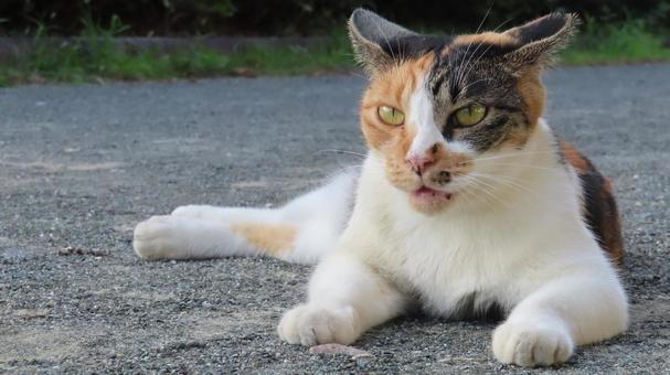 もふもふで可愛い三毛猫の日常風景 三毛猫,猫,寝そべるの写真素材
