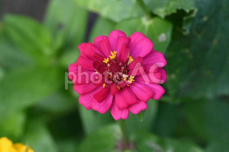 家の庭に咲いた百日草 しょくぶつ,みどり,ガーデニングの写真素材