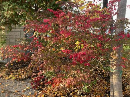 紅葉した葉 紅葉,葉,葉っぱの写真素材