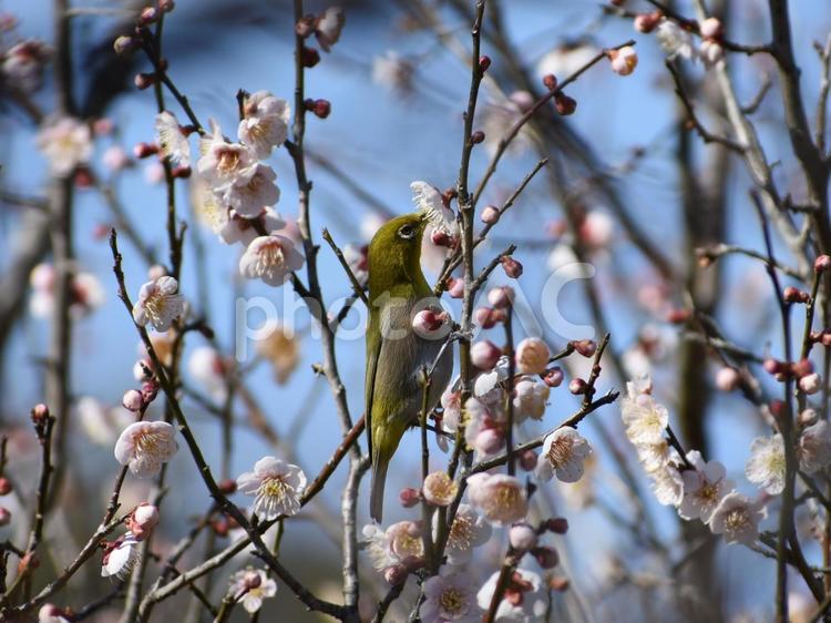 梅とウグイス 梅,梅花,ウグイスの写真素材