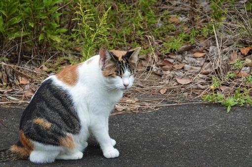 目を細める三毛猫 ネコ,保護猫,ニャンコの写真素材