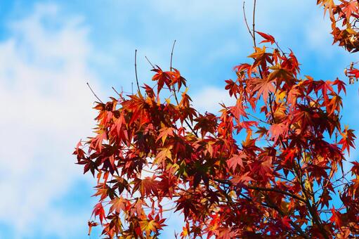 秋晴れの空に紅葉 秋晴れの空に紅葉の写真