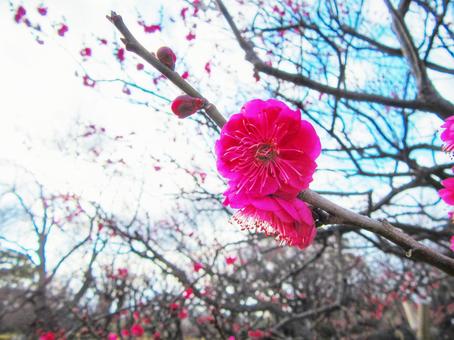 梅の木 梅,木,植物の写真素材