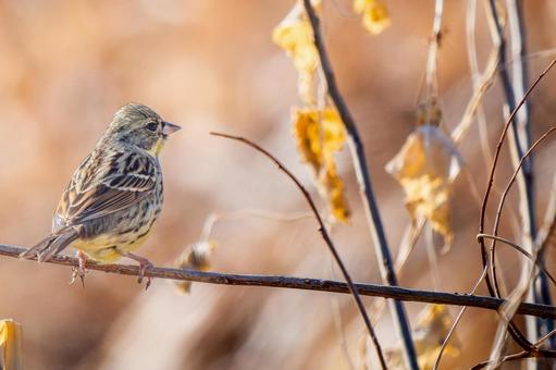 枝にとまるアオジ・コピースペース 枝にとまるアオジ・コピースペースの写真