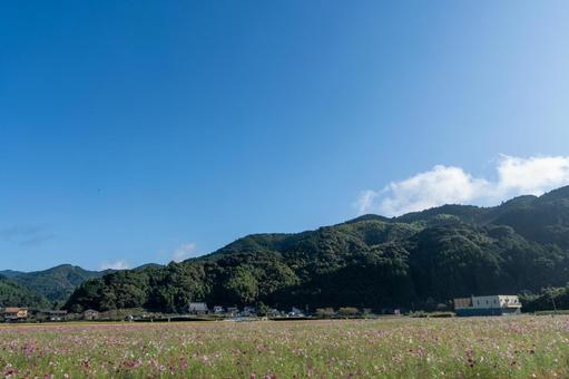のどかなコスモス畑 のどかなコスモス畑 コスモス,観光,田舎の写真素材