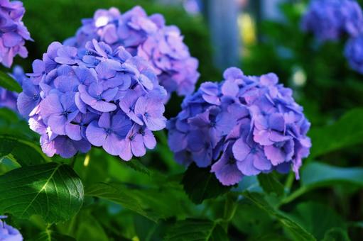 紫色の紫陽花 紫色の紫陽花 紫陽花,花,梅雨の写真素材