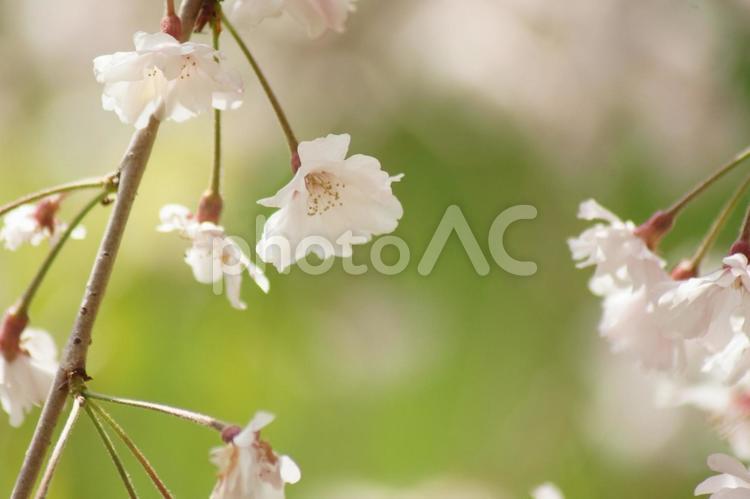 美しいしだれ桜２４－６ さくら,桜,しだれ桜の写真素材