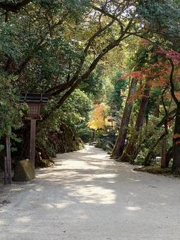 上賀茂神社　参道 参道,京都,紅葉の写真素材