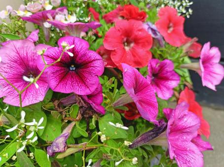 ピンクのペチュニア ピンクのペチュニア ペチュニア,自然,花の写真素材