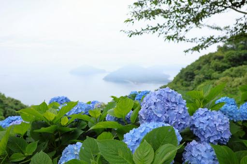 6月中旬の紫雲出山のアジサイの花と霧の海 6月中旬の紫雲出山のアジサイの花と霧の海の写真