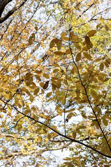 山の紅葉 山の紅葉 秋,紅葉,黄葉の写真素材