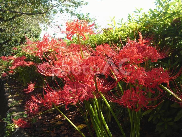 彼岸花！秋の気配を感じます 彼岸花,ヒガンバナ,曼殊沙華の写真素材