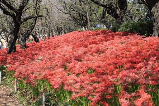秋の花 彼岸花 秋の花 彼岸花 彼岸花,ヒガンバナ,リコリスの写真素材