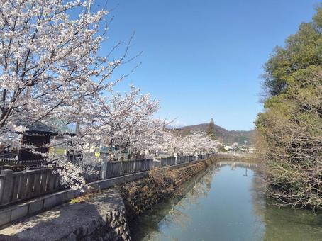 武田神社、桜とお堀 武田神社、桜とお堀 武田神社,お堀,桜の写真素材
