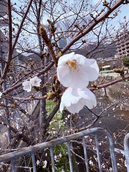 生田川沿いに咲く桜の花 生田川沿いに咲く桜の花 桜,生田川,神戸の写真素材