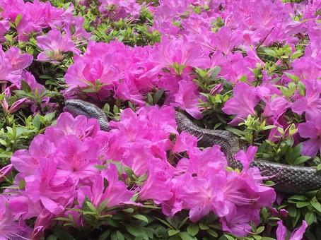 つつじと蛇 5 つつじと蛇 5 つつじ,蛇,アオダイショウの写真素材