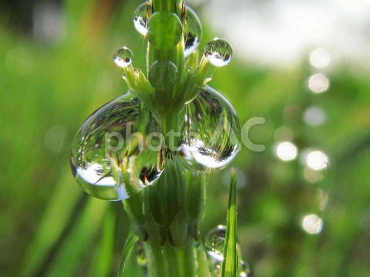 水滴と緑の葉と朝日Water drops 水滴,すいてき,waterの写真素材