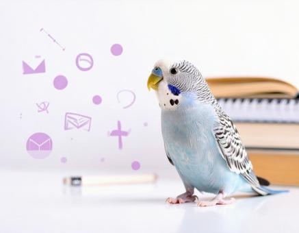 鳥と本 鳥と本の写真