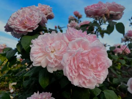 ピンクの薔薇 ピンクの薔薇の写真