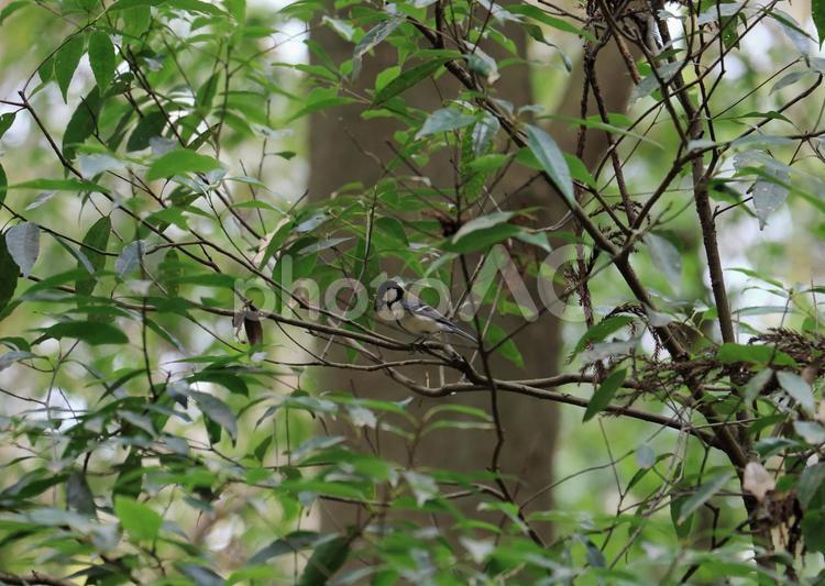 森の中のシジュウカラ_2 シジュウカラ,四十雀,野鳥の写真素材