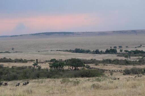 ヌートレイン アフリカ,ケニア,マサイマラの写真素材