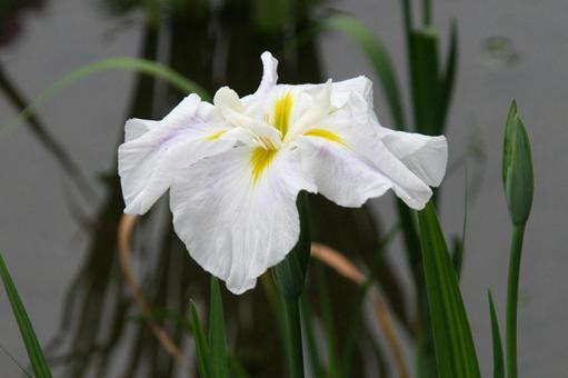 ハナショウブ・花菖蒲 ハナショウブ・花菖蒲 ハナショウブ,クローズアップ,初夏の写真素材