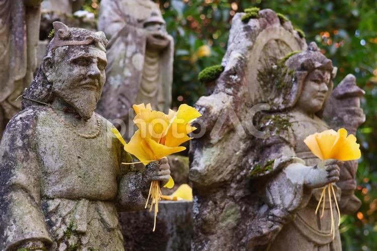 １２月上旬のさぬき市大窪寺の紅葉 背景,紅葉,植物の写真素材