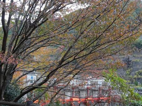 秋の木々と建設現場 秋の木々と建設現場の写真