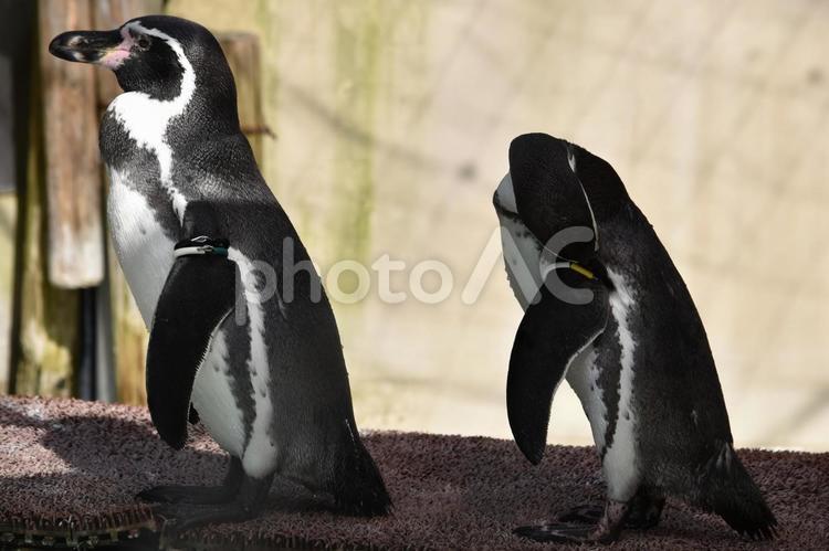 2羽のペンギン ペンギン,2羽,並ぶの写真素材