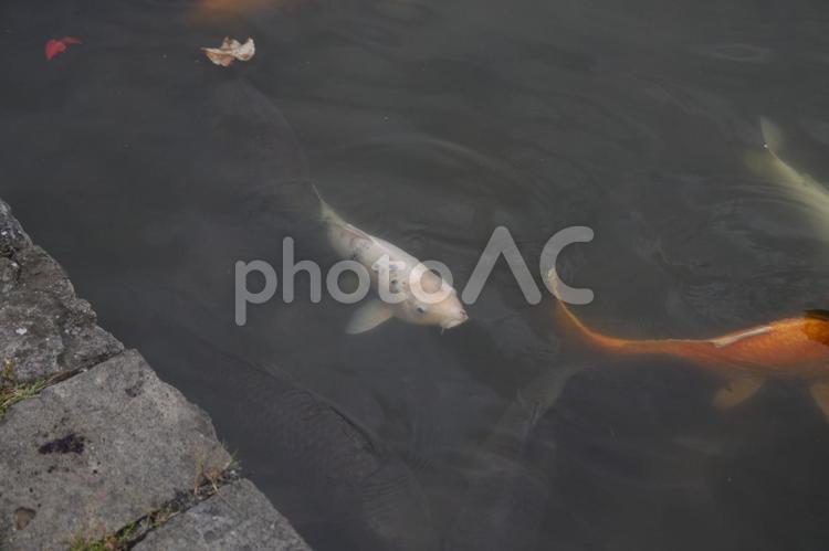 池の鯉 池,鯉,魚の写真素材