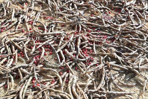 収穫した小豆の乾燥作業 小豆,大納言,乾燥の写真素材