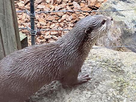コツメカワウソ コツメカワウソの写真