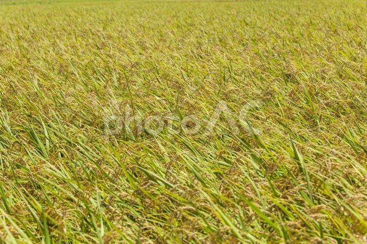 水田32（田原市） 米,イネ,田の写真素材