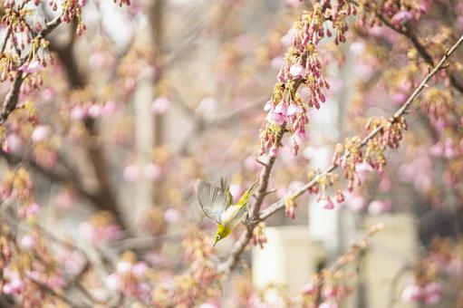 静岡県伊豆市の土肥桜と目白 静岡県伊豆市の土肥桜と目白 目白,メジロ,土肥桜の写真素材