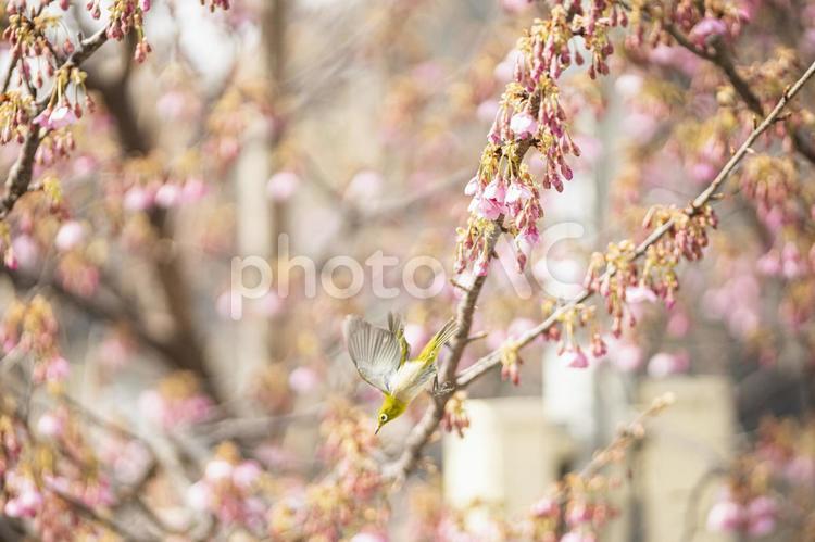 静岡県伊豆市の土肥桜と目白 目白,メジロ,土肥桜の写真素材