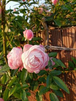 バラ バラ,薔薇,秋の写真素材