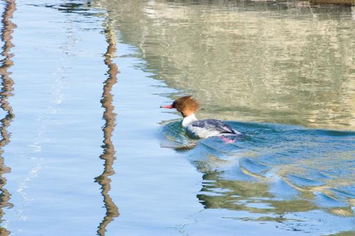 水面を滑るカワアイサの優雅な姿 カワアイサ,アイサ,カモの写真素材