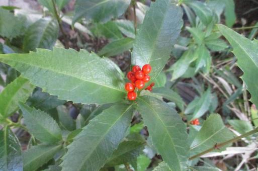 センリョウの写真